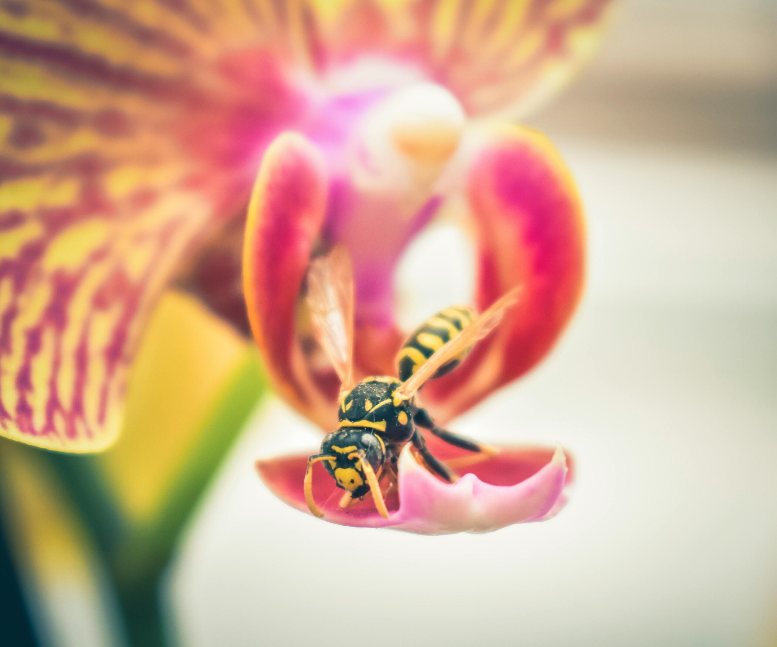 Wasp on flower