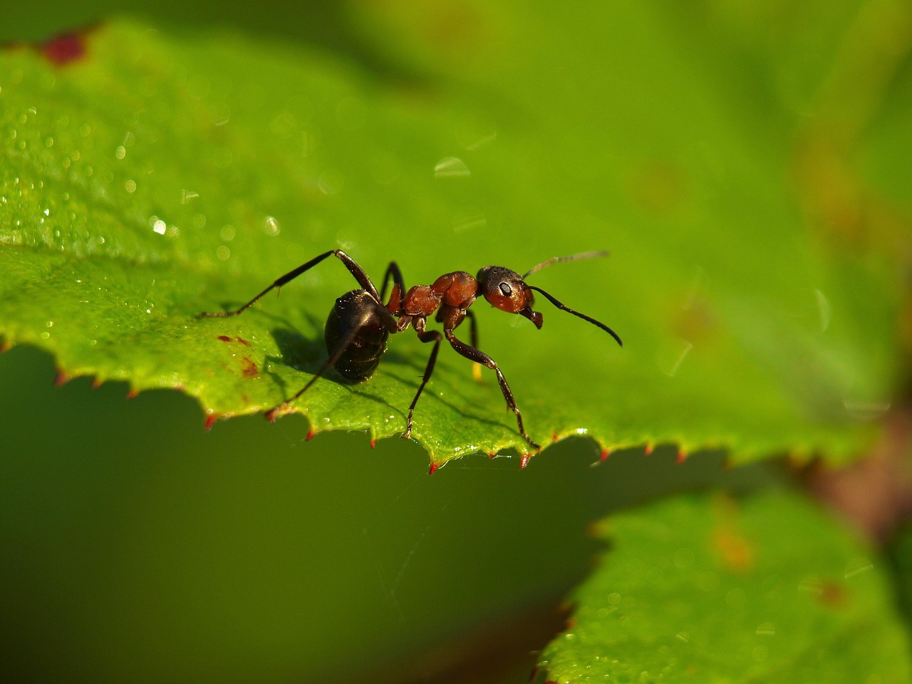 Carpenter Ant
