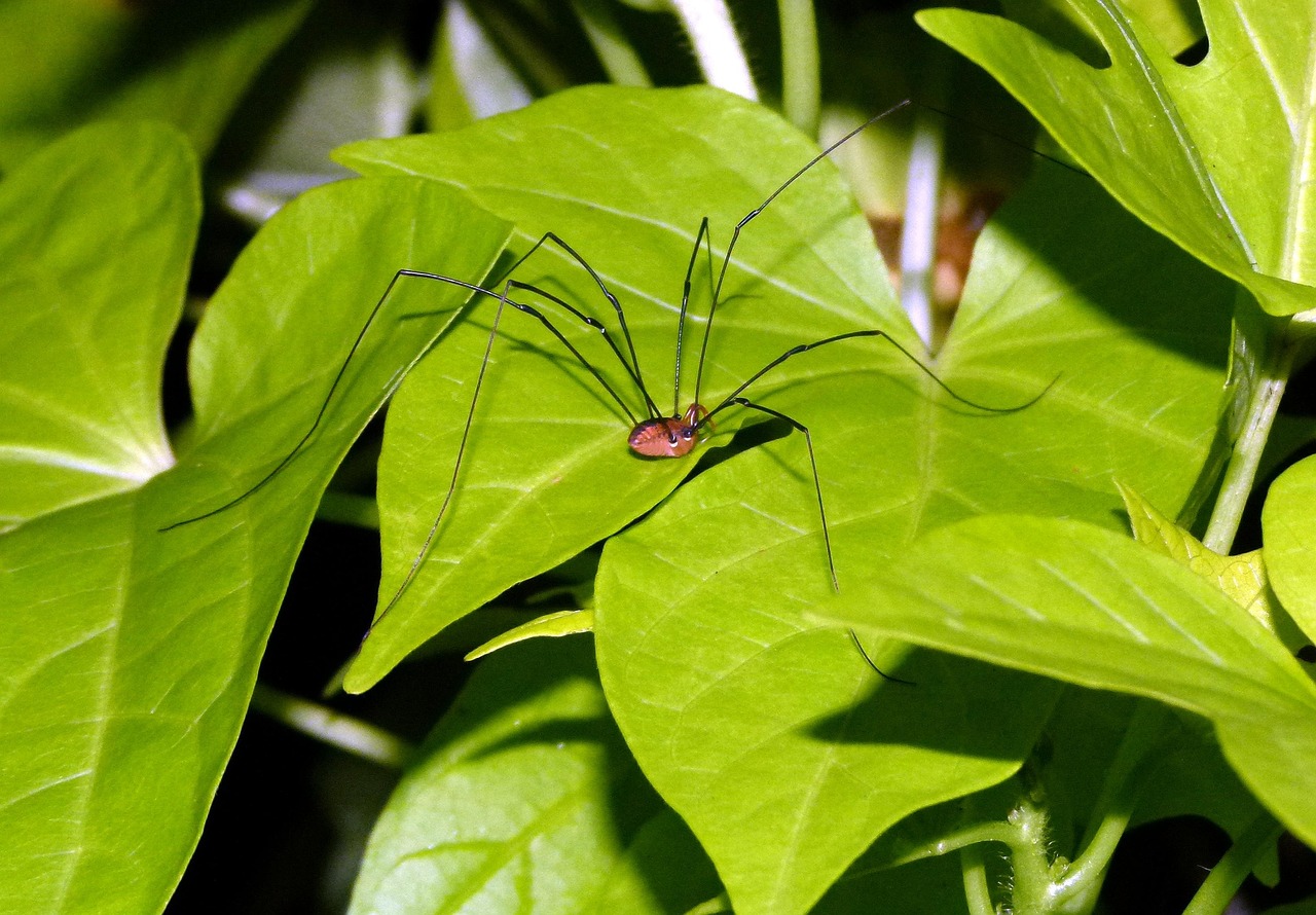 Cellar Spider