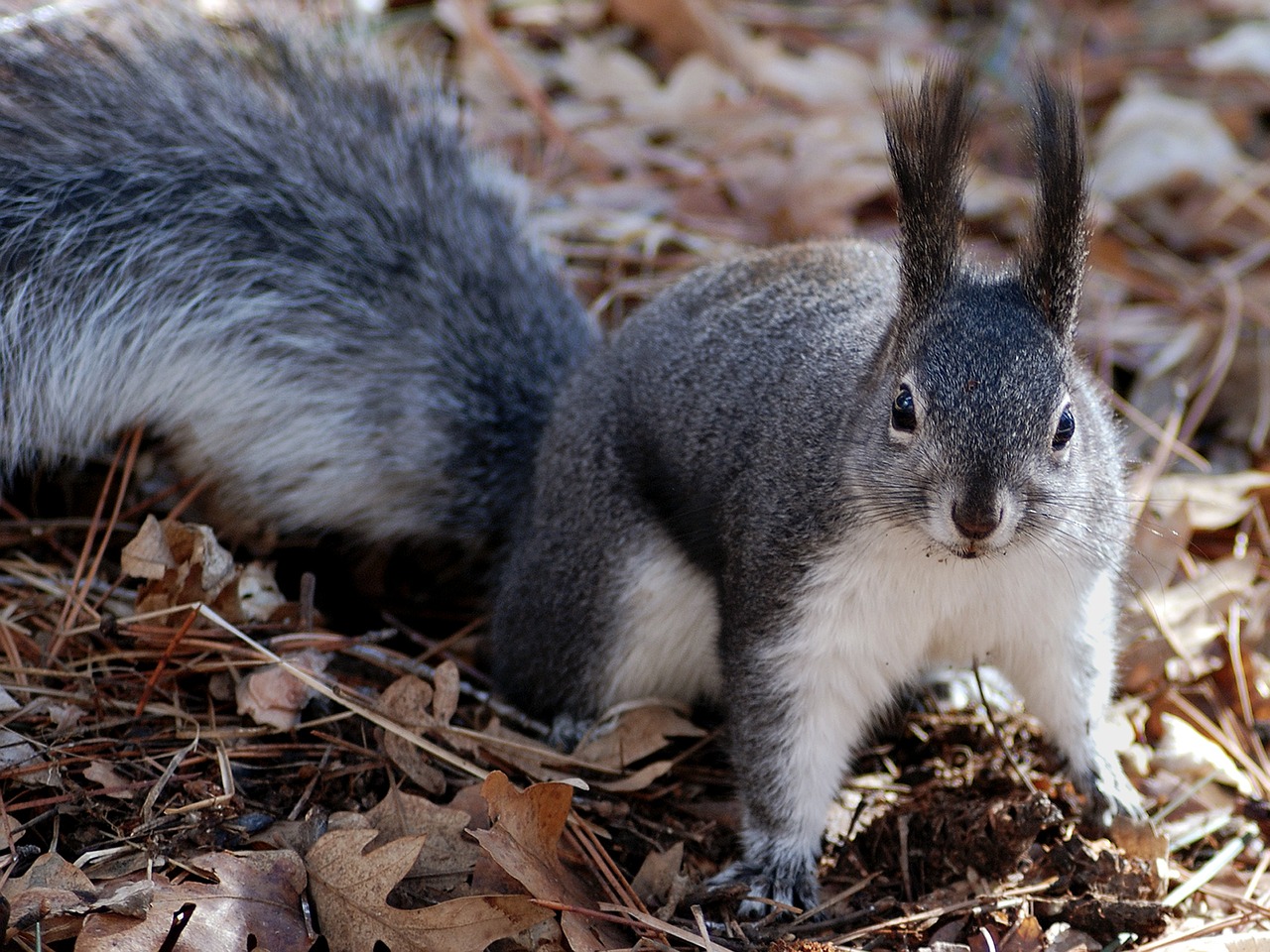 Gray Squirrel