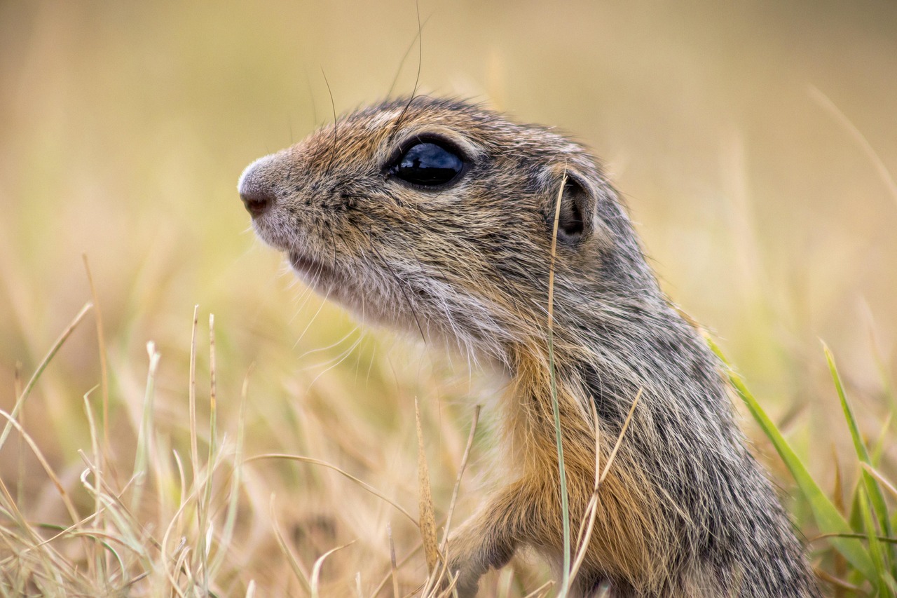 Ground Squirrel