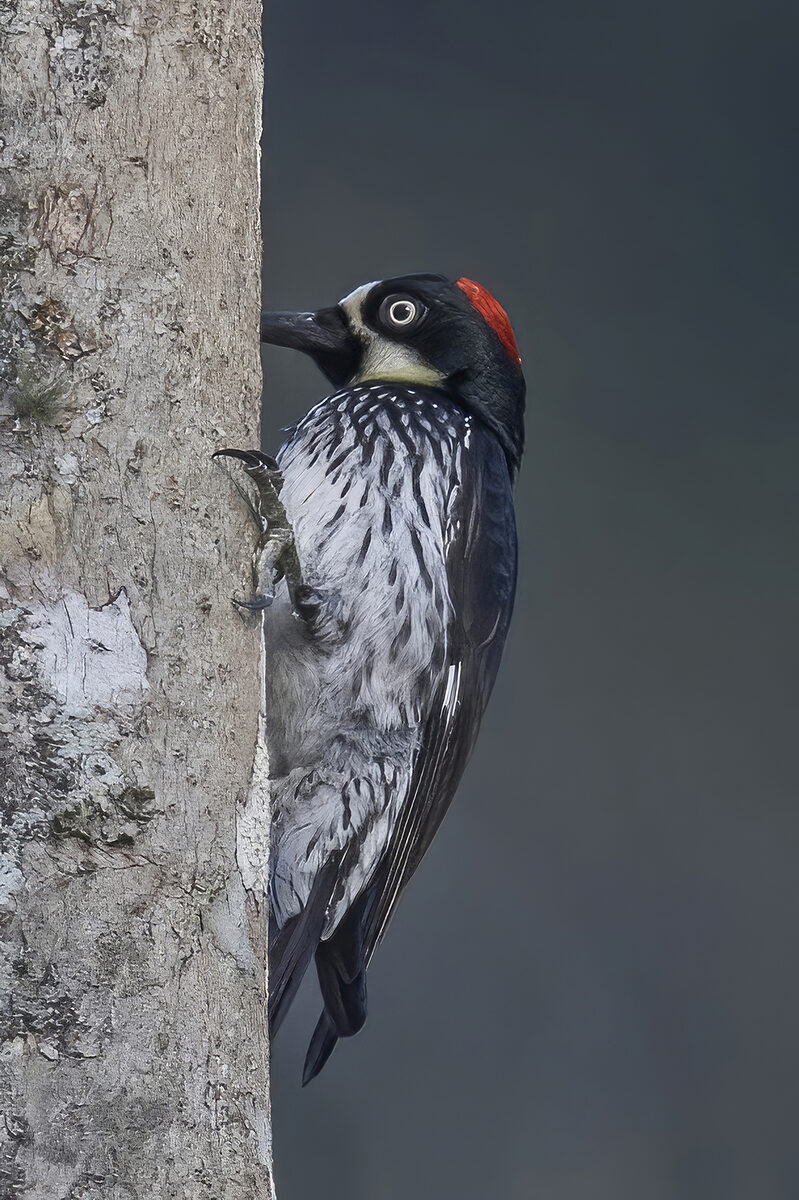 Woodpecker Federally Protected
