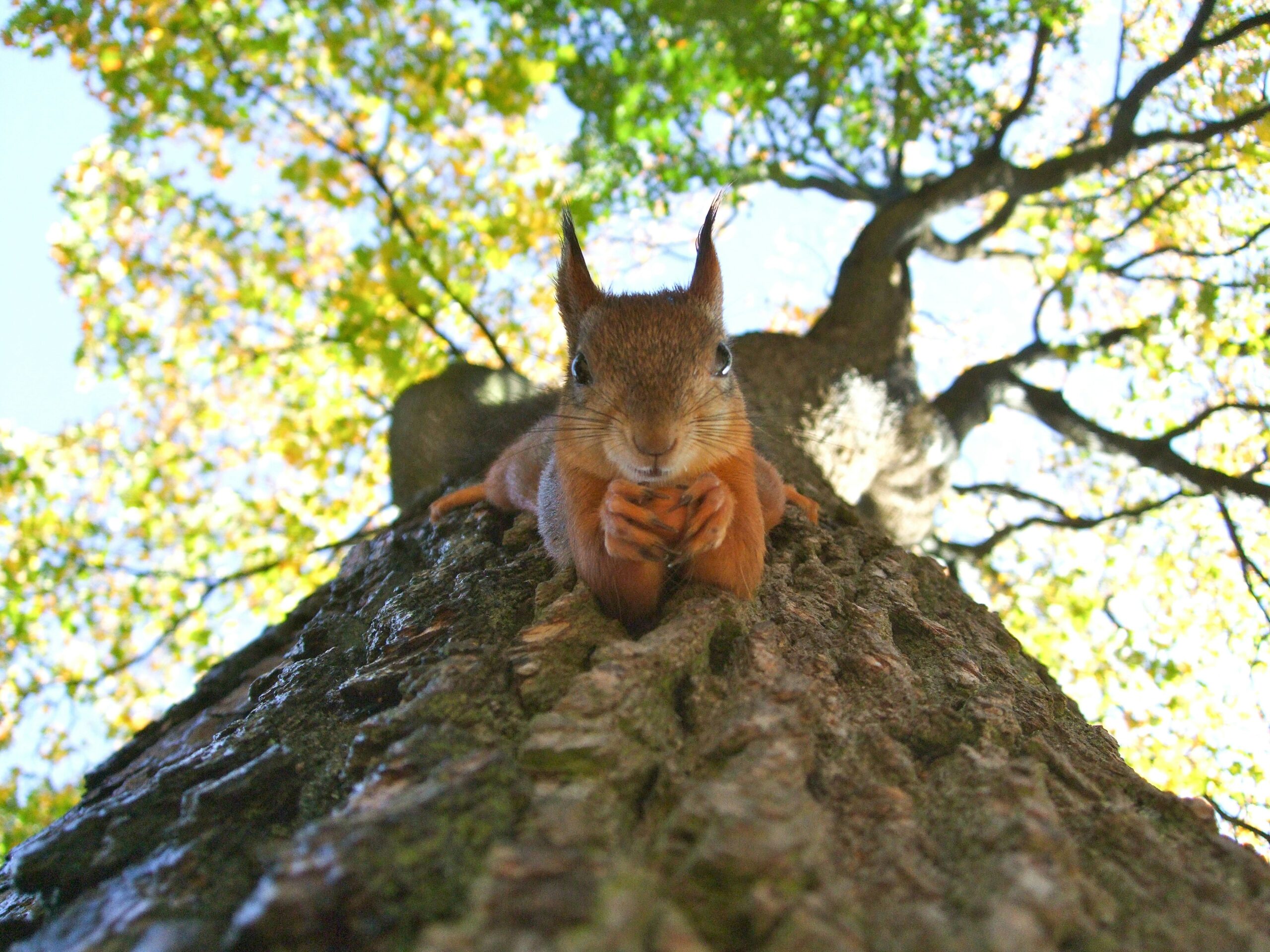 Squirrel on tree trunk