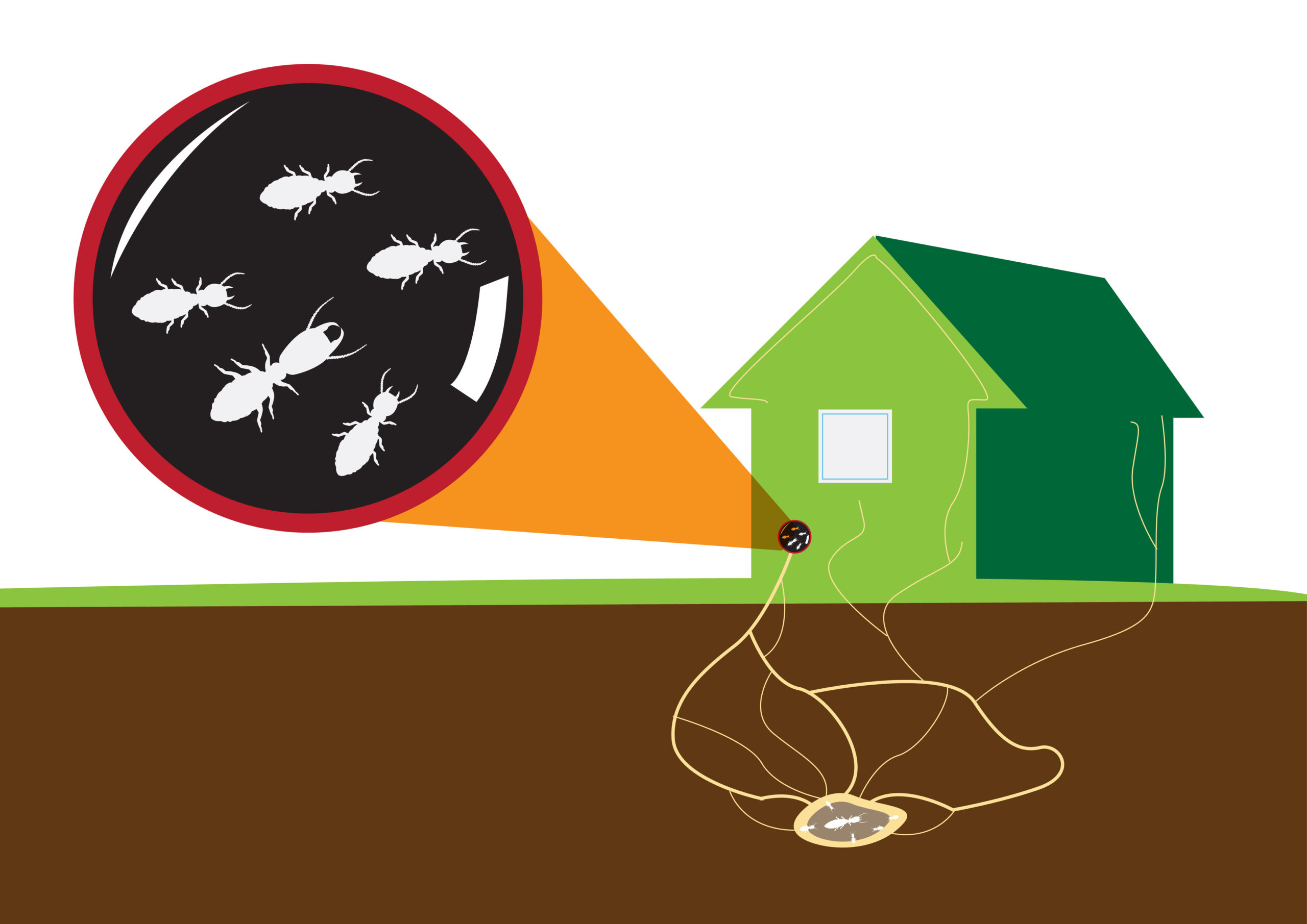 How termites tunnel underground to reach your home